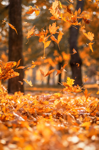 Herfstfoto